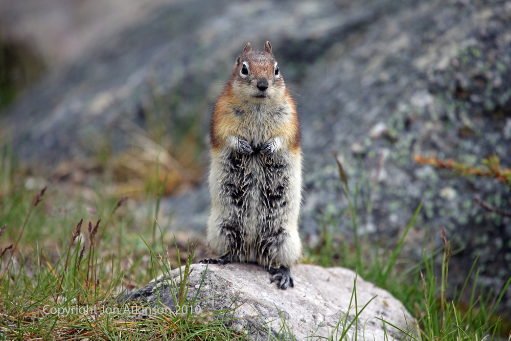 Columbian Ground Squirrel, Banff National Park. Columbian Ground Squirrel